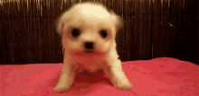 Cahorrito Muy Tierno GIF - Ternura Perro Cachorro GIFs