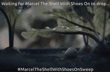 Marcel The Shell With Shoes On Marcel GIF