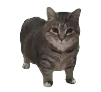 a cat is standing on a white background with a green border