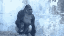 Gorilla Animals GIF - Gorilla Animals Harable GIFs
