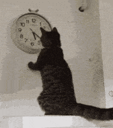 a cat is looking at a clock on a wall that says london