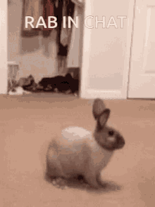Rabbit Rab GIF