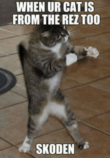 CCM: The Funniest Cat Gifs On The Interwebs