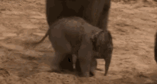 Baby Elephant Elephant GIF - Baby Elephant Elephant Trips GIFs