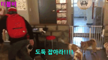 도둑 강아지 GIF - Thief Dog Korean GIFs