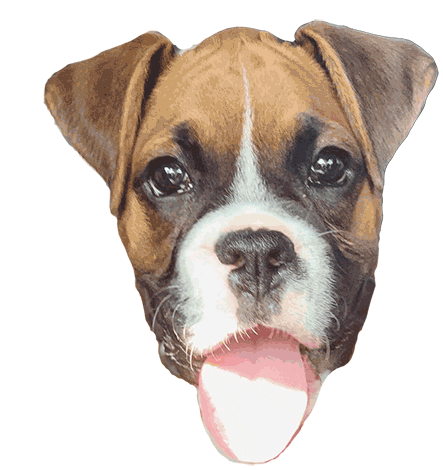Boxer Dog Sticker - Boxer Dog Perro Stickers