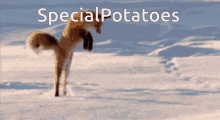 Laughing Collab Specialpotatoes GIF - Laughing Collab Specialpotatoes GIFs