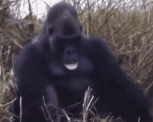 Gorilla Fainting GIF - Gorilla Fainting GIFs