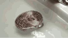 Hedgehog Boat GIF - Hedgehog Floating Bath GIFs