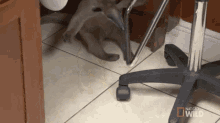 Tamandua Anteater GIF - Tamandua Anteater Not A Pet GIFs