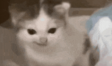 a close up of a cat looking at the camera with a blurred background .