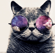 Cats Kitty GIF - Cats Kitty Cool GIFs