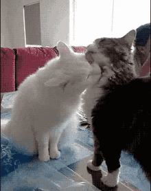 cat cat fight kisses fight