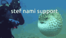 Nami Support GIF - Nami Support Stef GIFs