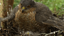 Brooding Sparrowhawk GIF - Brooding Sparrowhawk Robert E Fuller GIFs
