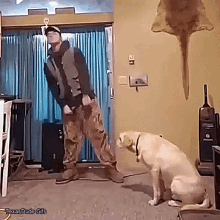 Dance Dog GIF - Dance Dog GIFs