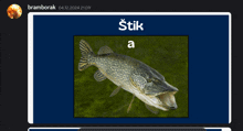a picture of a fish with the words stik a on it