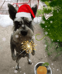 a dog wearing a santa hat is holding a sparkler in his mouth