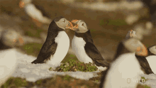 Kiss National Geographic GIF - Kiss National Geographic Nat Geo Wild GIFs