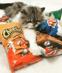 Cats Chips GIF - Cats Chips Hands Off GIFs