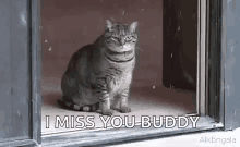 sad cat i miss you buddy