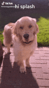 a dog is standing on a brick sidewalk with the caption " hi splash " above it