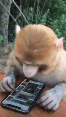 Scrolling Monkey GIF - Scrolling Monkey Ape GIFs
