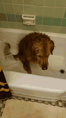 Bathtime Cute GIF - Bathtime Cute Doggies GIFs