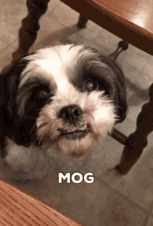 Mog Dog GIF - Mog Dog Moxie GIFs