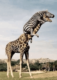 Giraffe And Zebra Hug GIF - Giraffe And Zebra Hug GIFs