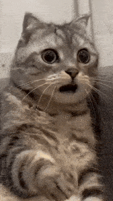 Cat In Shock Surprises GIF