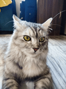 a gray and white cat with yellow eyes laying on the floor