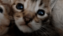 a close up of two cats looking at the camera