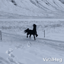 Running Horse Viralhog GIF - Running Horse Viralhog Prancing GIFs