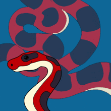 Snake Hypnosis GIF - Snake Hypnosis GIFs