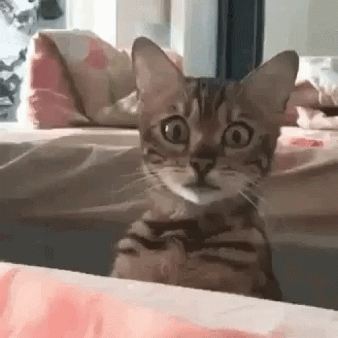 Cute Cat GIF - Cute Cat Peep - Discover & Share GIFs Cute Cat GIF - Cute Cat Peep - Discover & Share GIFs