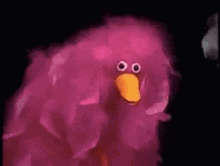 Weird Pink Bird Weird Birds GIF