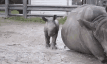 Baby Rhino Copying Mama GIF - Copycat Rhino Rhinoceros GIFs