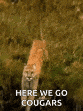 Big Cats Cougar GIF - Big Cats Cougar Mountain Lion GIFs