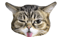 a close up of a cat 's face with its pink tongue sticking out