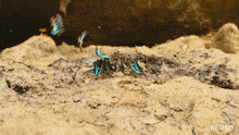 Flying Around Our Living World GIF - Flying Around Our Living World Flying Away GIFs