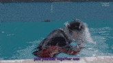 a dolphin is swimming in a pool with the words pool yourself together man below it