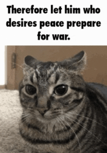 Therefore Let Him Who Desires Peace Cat GIF - Therefore Let Him Who Desires Peace Cat Caption GIFs