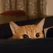 a close up of a cat peeking out of a couch .