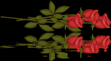 Flores Flowers GIF - Flores Flowers Roses GIFs
