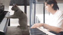 a man is playing a piano next to a cat that is sitting on a chair .