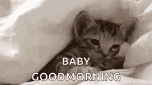 Good Morning Sleep GIF - Good Morning Sleep Cats GIFs