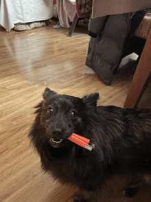 a black dog is holding a red lighter in its mouth