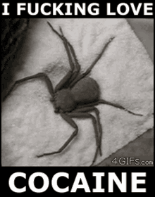 Cocaine Spider GIF - Cocaine Spider GIFs