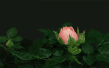 Relationship Pink Roses GIF